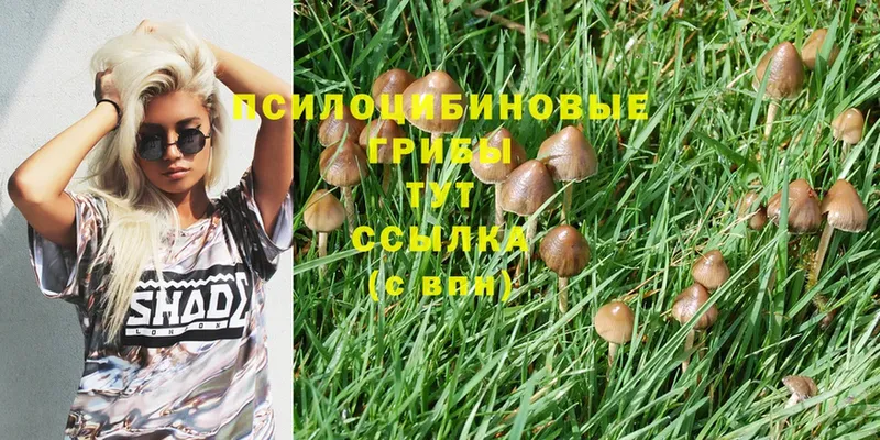 цена   нарко площадка какой сайт  OMG   Псилоцибиновые грибы Magic Shrooms  Клин 